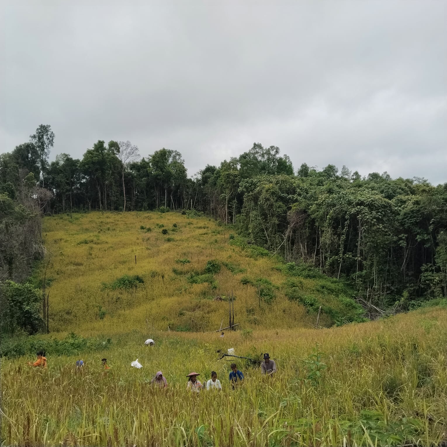 Suasana panen raya padi Mayas di ladang Ketua PKK Kampung Lotaq