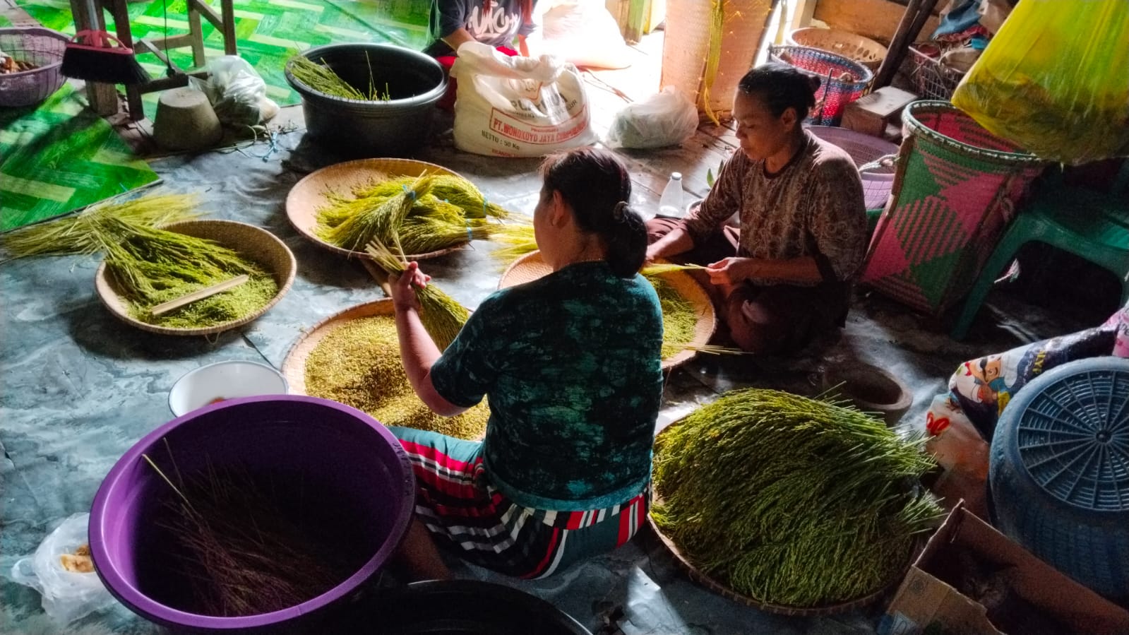 Warga Kampung Lotaq menggunakan ani-ani saat panen padi