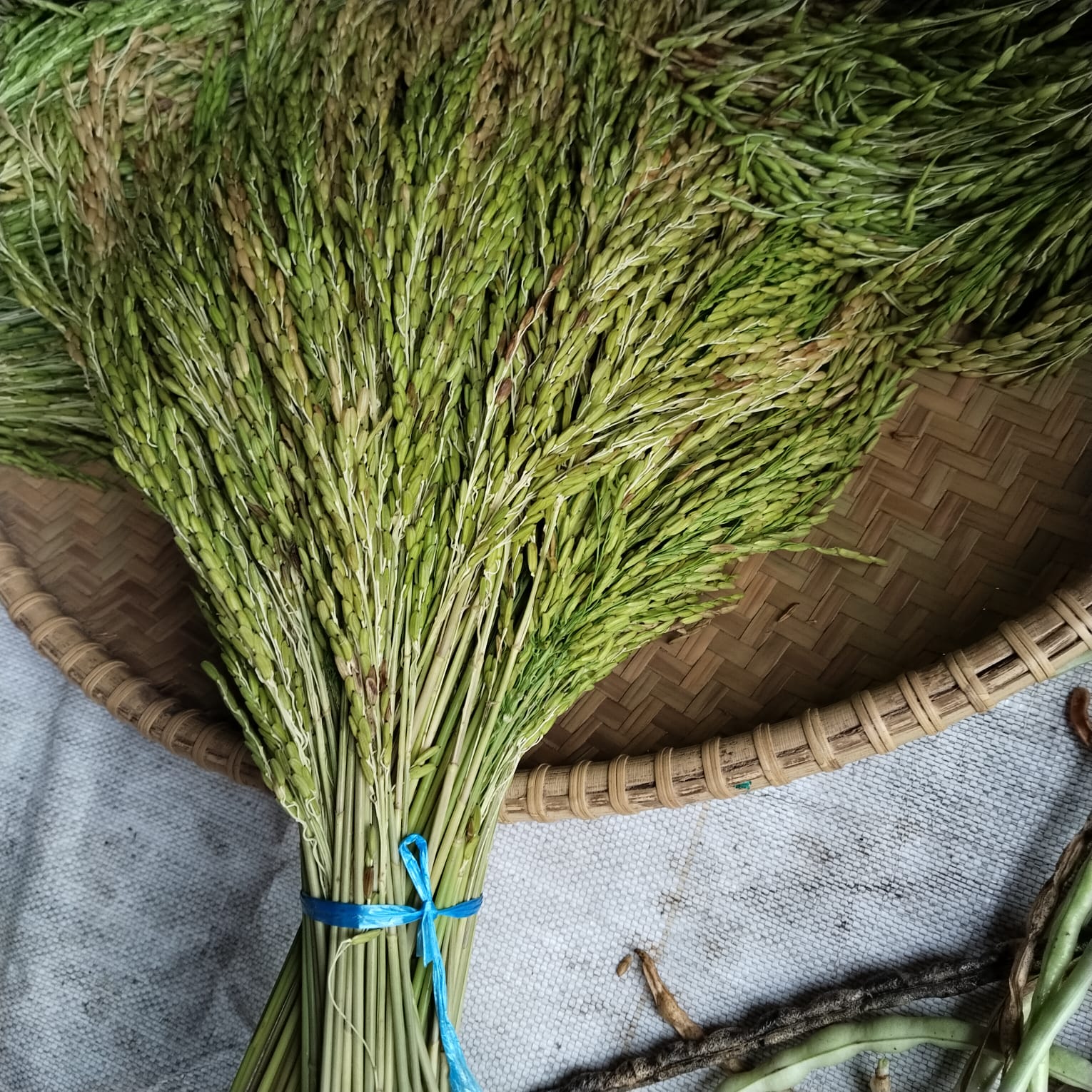 Ladang padi Mayas yang siap dipanen di Kampung Lotaq